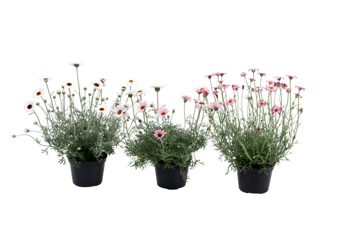 Marokkansk marguerit 12 cm - flere farver